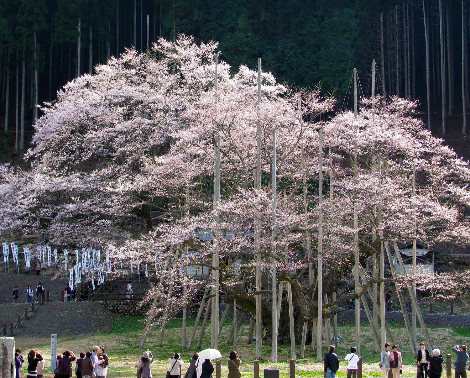 Sakura Orihon: Diary of a Cherry Blossom Journey