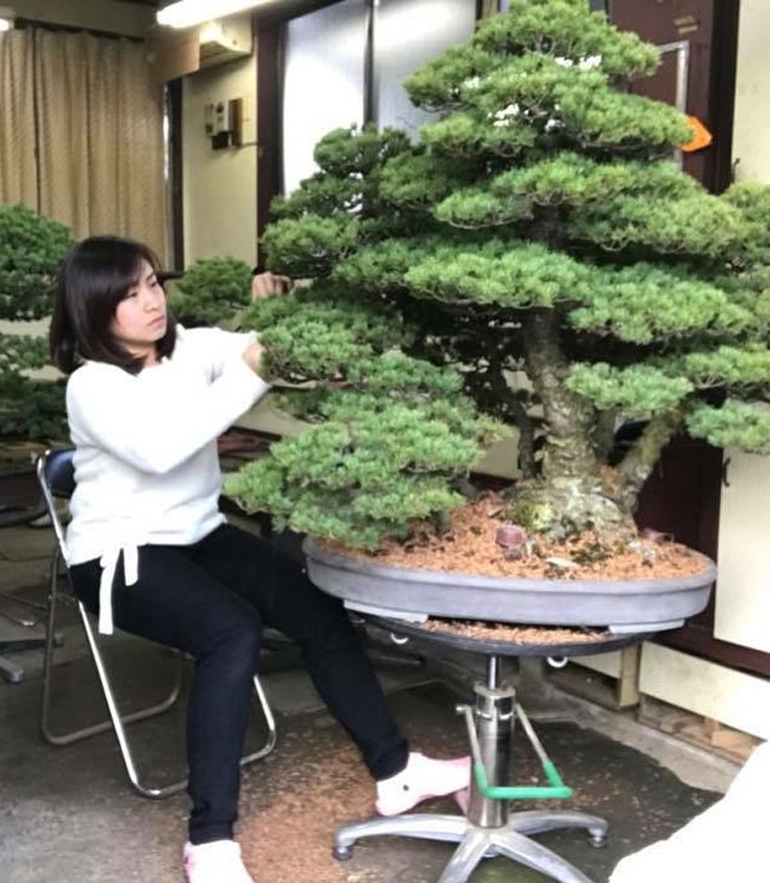Green T Bonsai Monster Turntables – Now 20% Off | Bonsai Bark
