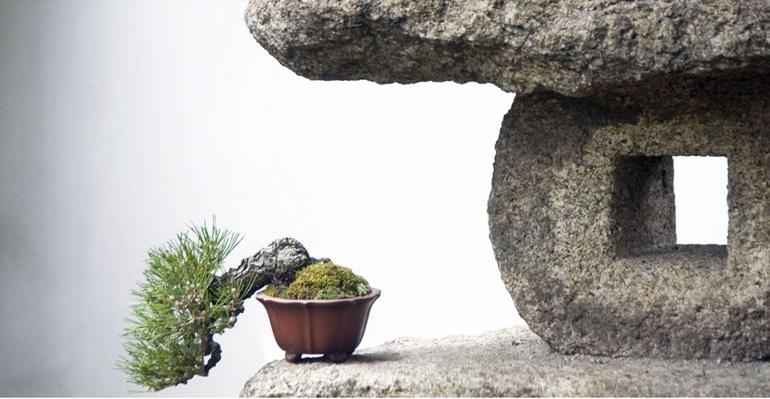 A Bonsai in an Unusual Setting (& Others) | Bonsai Bark