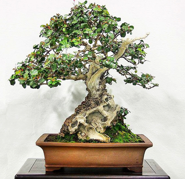 Bonsai Mystery Solved | Bonsai Bark
