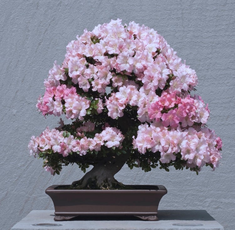 Bonsai Bling: Azalea Bonsai in Bloom