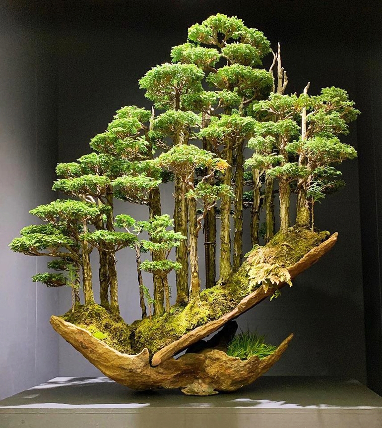 Would You Believe a Bonsai Just Sold for $100,000? | Bonsai Bark
