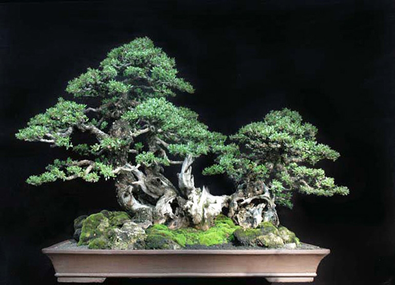 That Rugged Yamadori Look in a Tropical Bonsai World | Bonsai Bark