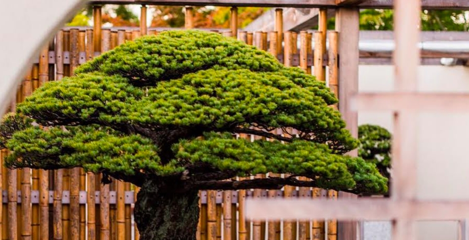 Social Media and Communications Intern for Bonsai Museum - Idealist
