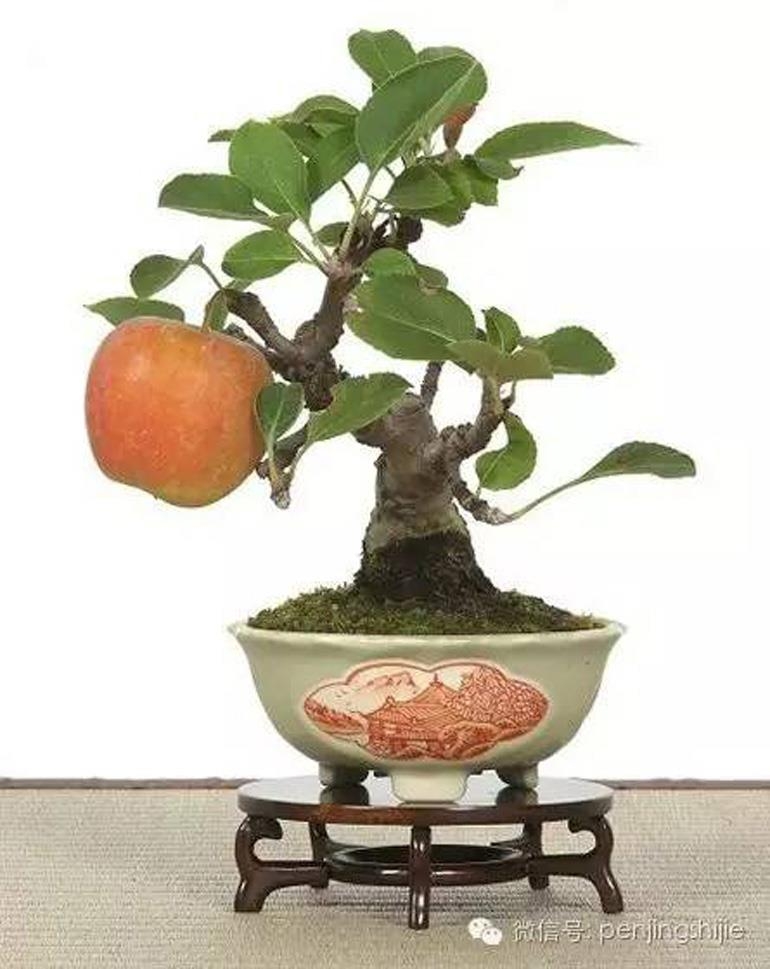 Digital Bonsai Theft & Other Crimes & Misdemeanors | Bonsai Bark