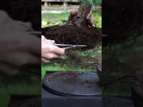 A three year progression - Juniper Bonsai tree #art #bonsai
