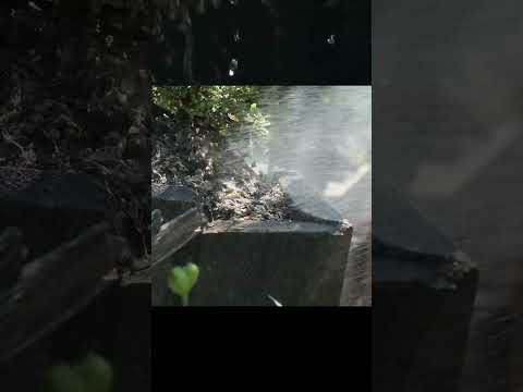 Summer Bonsai Watering #shorts