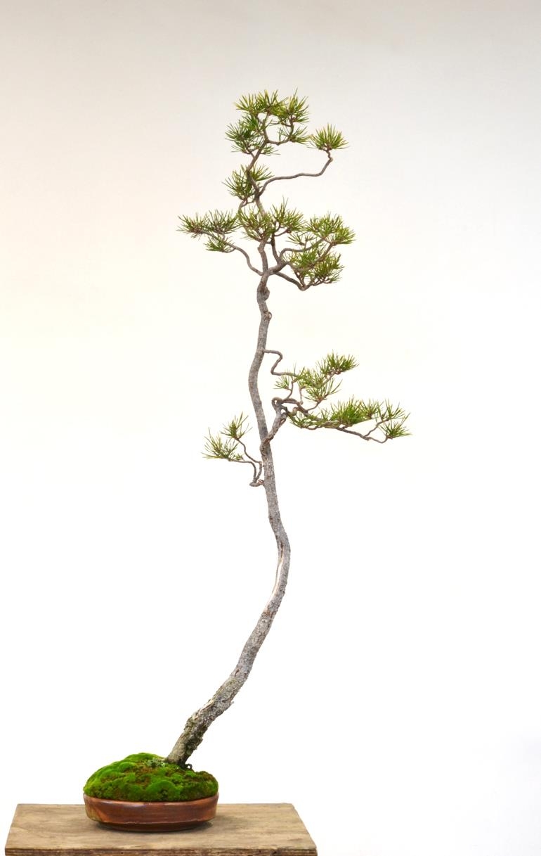 When Can You Call It Bunjin? | Bonsai Bark