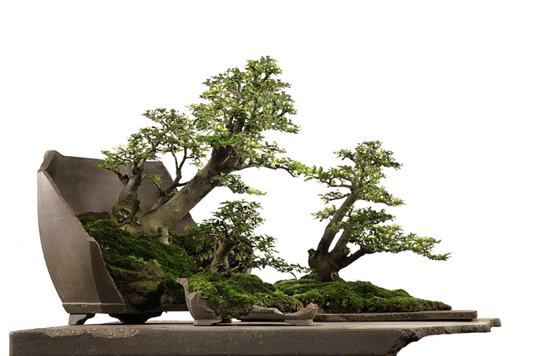 Got Pieces of Broken Bonsai Pots Laying Around? | Bonsai Bark