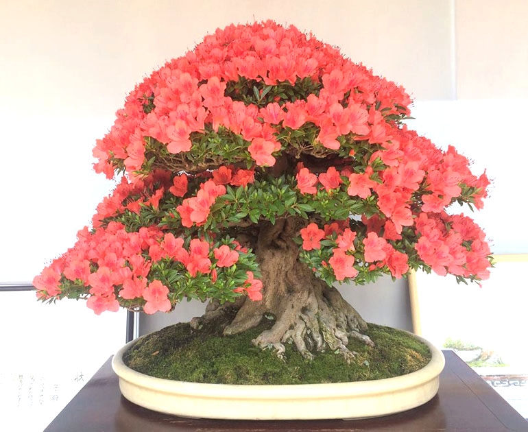 Bonsai Brilliance at Japan’s Satsuki Azalea Festival | Bonsai Bark