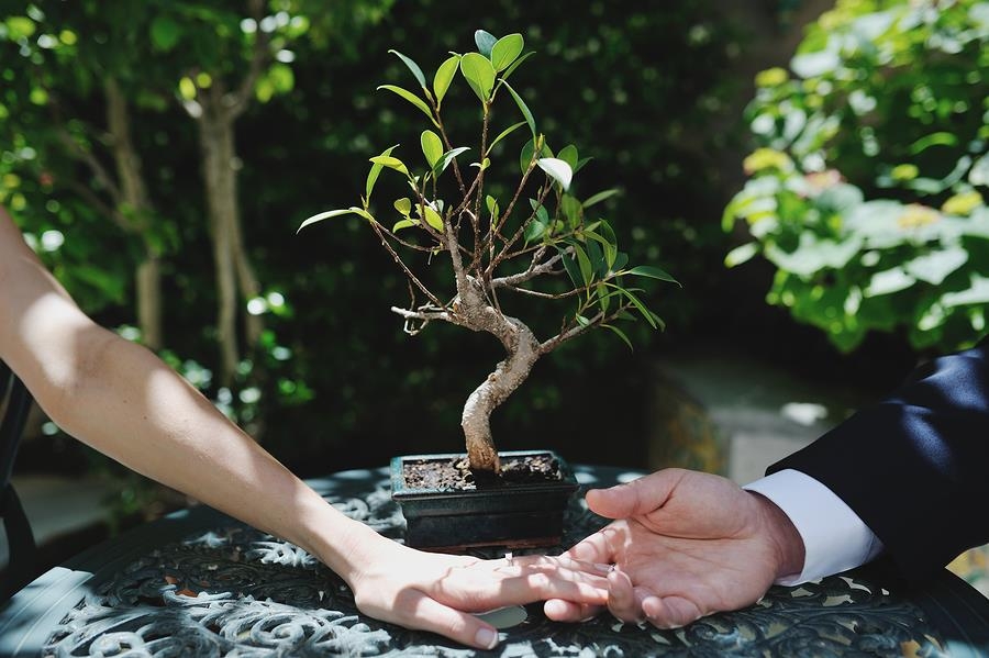 A Bonsai for Valentine's Day.
