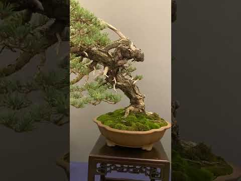 Bonsai in Spain #bonsai #ube #nature