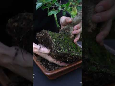 Making a Ficus Bonsai - EASY! #bonsai #ficus #bonsaitree #japan