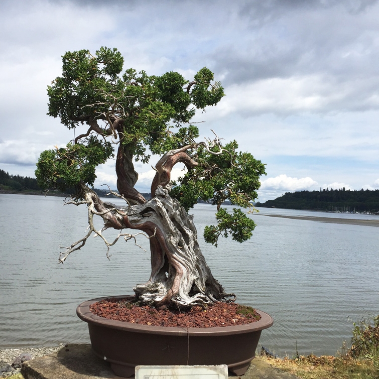 Rugged Bonsai in the Perfect Setting | Bonsai Bark