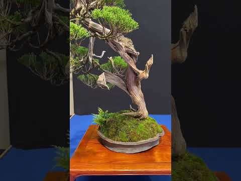 Trophy 2024 #bonsai #art #livingart