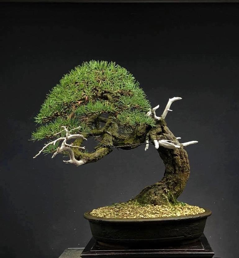 Que Hermoso Bonsai! | Bonsai Bark