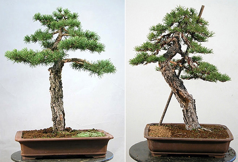 A Piece of Rebar, Some Nerve & More than a Little Skill | Bonsai Bark