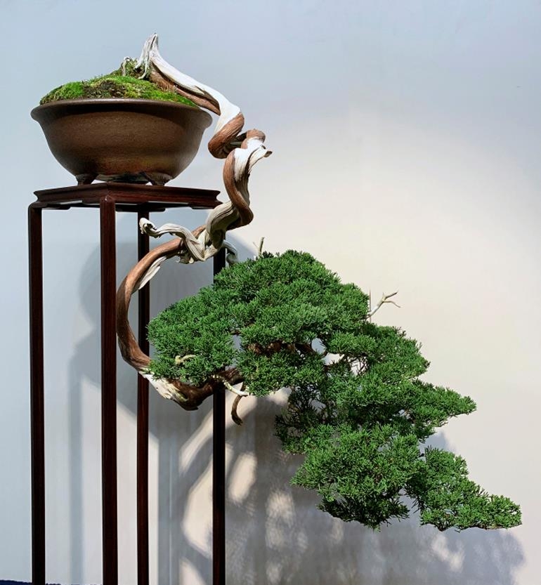 More Kokufu Bonsai, but Still Just Scratching the Surface | Bonsai Bark