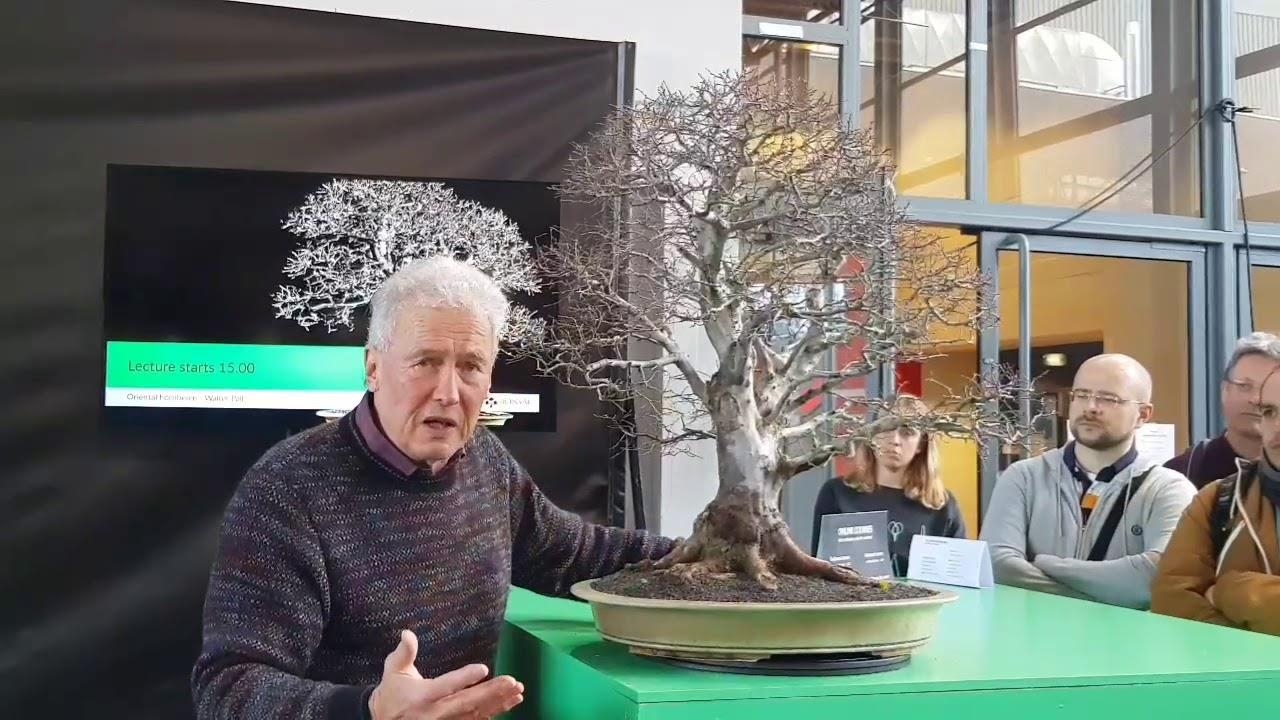 Walter Pall lecture about Oriental hornbeam
