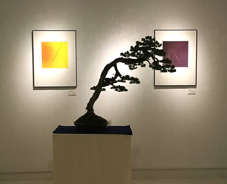 Omiya’s Pines, Bonsai Beauty & Heart | Bonsai Bark
