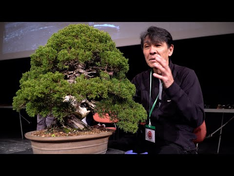 Koji Hiramatsu styles a Juniper Bonsai