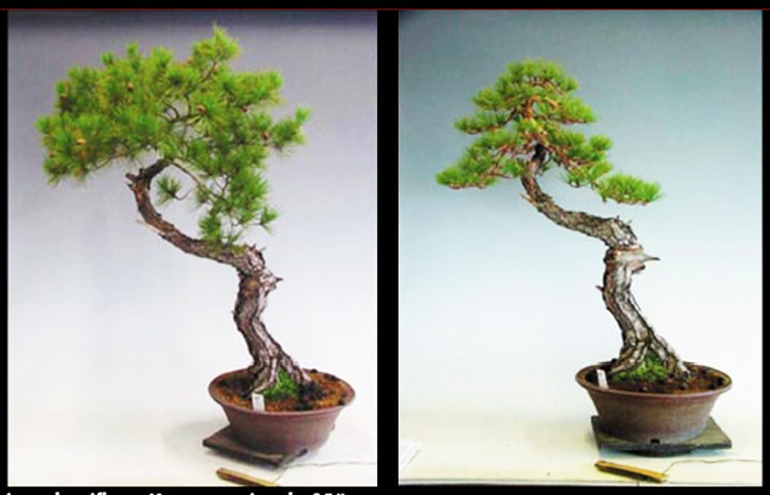 Before & After Bonsai – Japanese Red Pine | Bonsai Bark