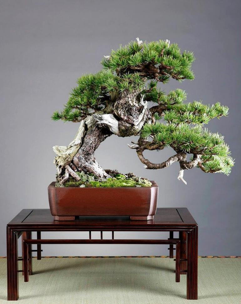 Rough & Rugged Old Bonsai – Two Day Book Special | Bonsai Bark