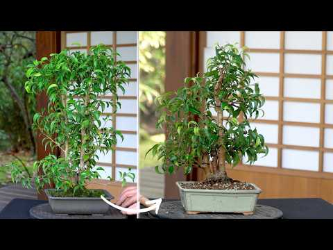 Making a Ficus Bonsai