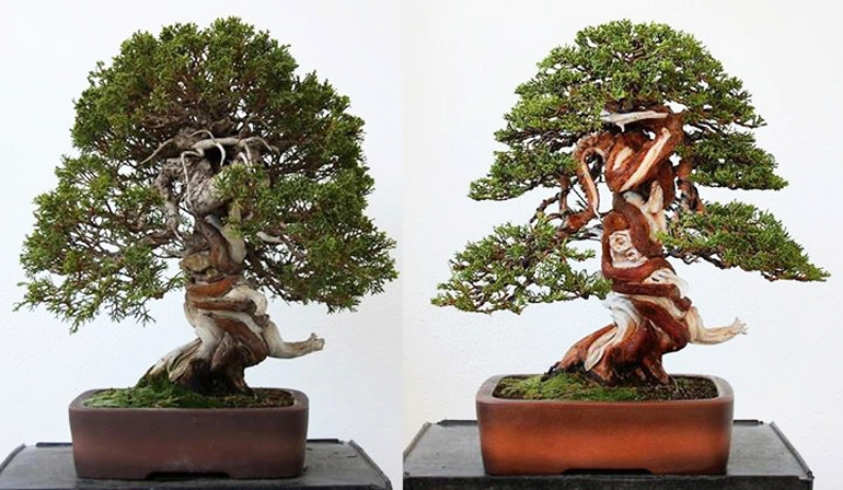 The Monk, Bonsai Before & After | Bonsai Bark