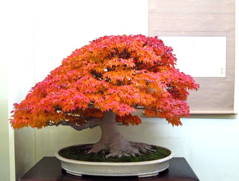 Blazing Bonsai – An Embarrassment of Riches | Bonsai Bark
