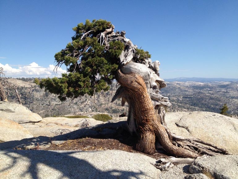 Nature’s Bonsai & a New Identity for a Famous Tree | Bonsai Bark