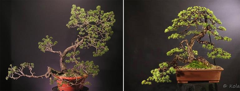 Beautiful Bonsai – Before & After Scots Pine | Bonsai Bark