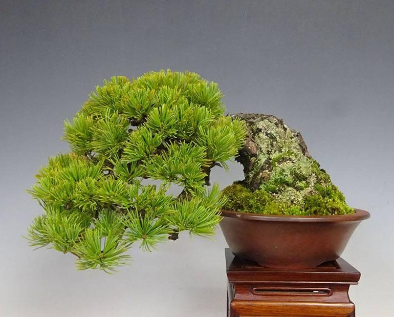Elevating the Bonsai Experience | Bonsai Bark