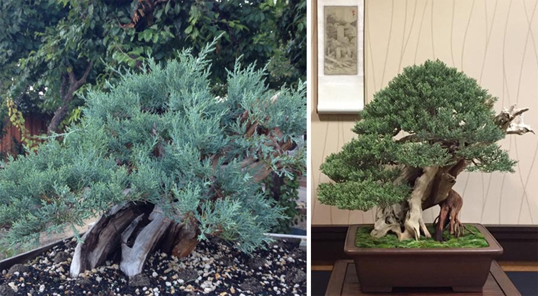 Two Legged Juniper – Before & After | Bonsai Bark
