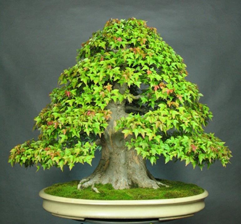 Clip & Grow Bonsai – No Wire Necessary | Bonsai Bark