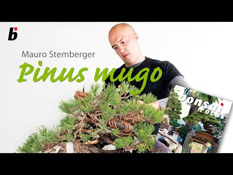 Mauro Stemberg Demo on a Pinus Mugo