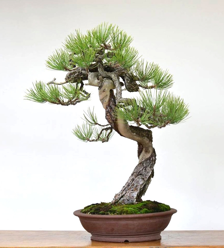 Bonsai Stories | Bonsai Bark