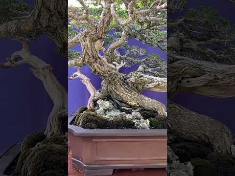 Indonesian Bonsai #bonsai #show #exhibition #art  #garden