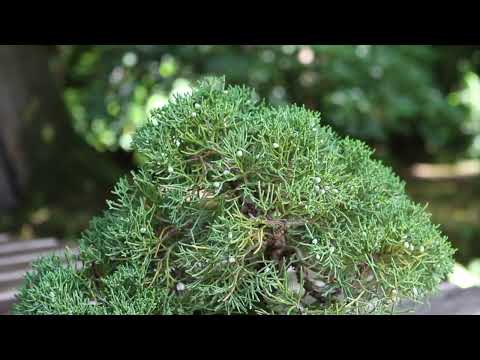 Brown foliage on a Juniper Bonsai