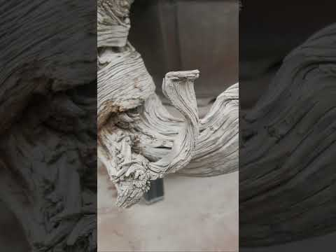 Rocky Mountain Juniper No. 1 #shorts #bonsai #bonsaitree