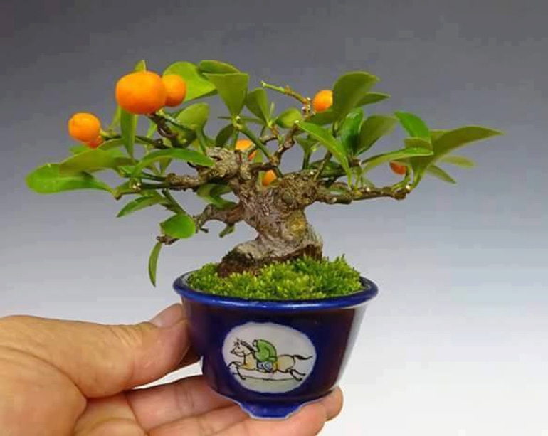 Sweet Little Trees & a Bonsai No No | Bonsai Bark