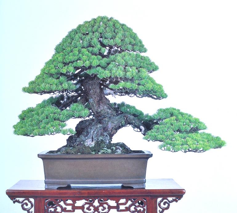 Bonsai Pest Control & Special of the Day | Bonsai Bark