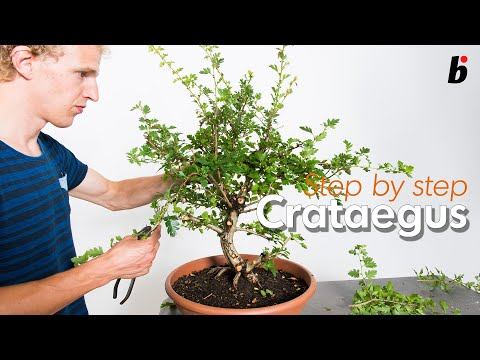Just clip and grow?