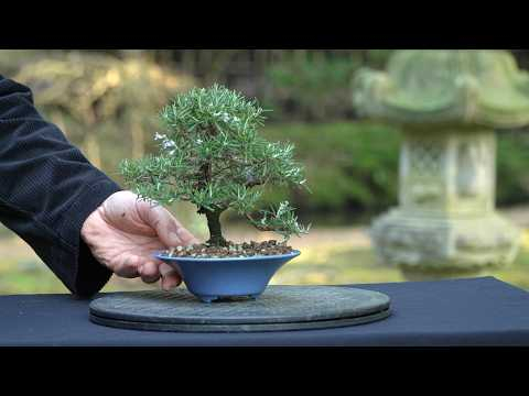 Rosemary bonsai (3 year progression)