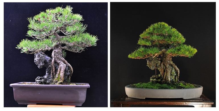 Before & After Root-Over-Rock Black Pine Bonsai | Bonsai Bark