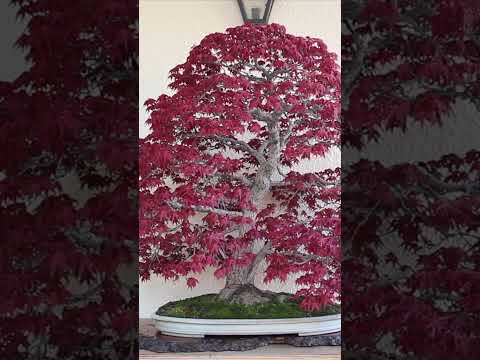 Red Maple Bonsai #maples #bonsai #maple #acer #japanese