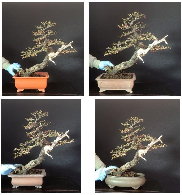 Snow Shoes & Bonsai | Bonsai Bark
