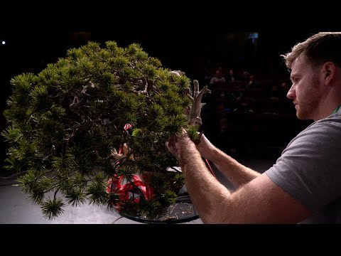 Bjorn Bjorholm creates a BIG pine Bonsai
