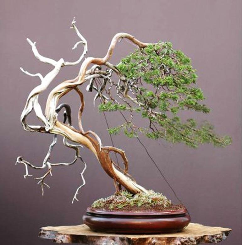 No Matter Where You Go | Bonsai Bark