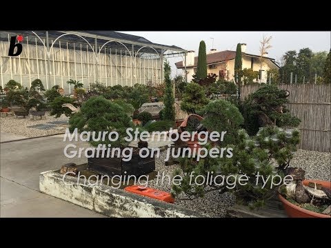 GRAFTING JUNIPERS with Mauro Stemberger